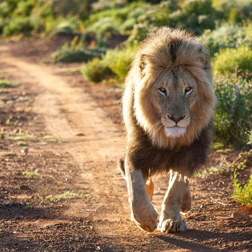 Mont Eco Private Game Reserve: A Big 5 Karoo Sanctuary