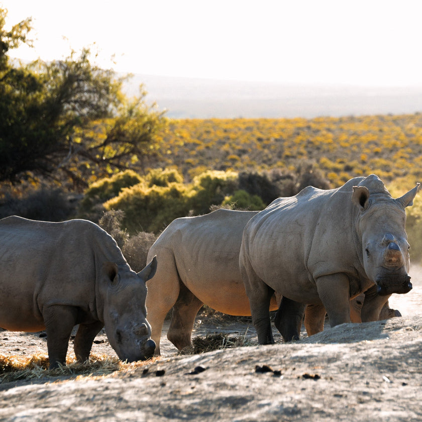 Mont Eco Private Game Reserve: A Big 5 Karoo Sanctuary