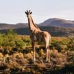 Mont Eco Private Game Reserve: A Big 5 Karoo Sanctuary
