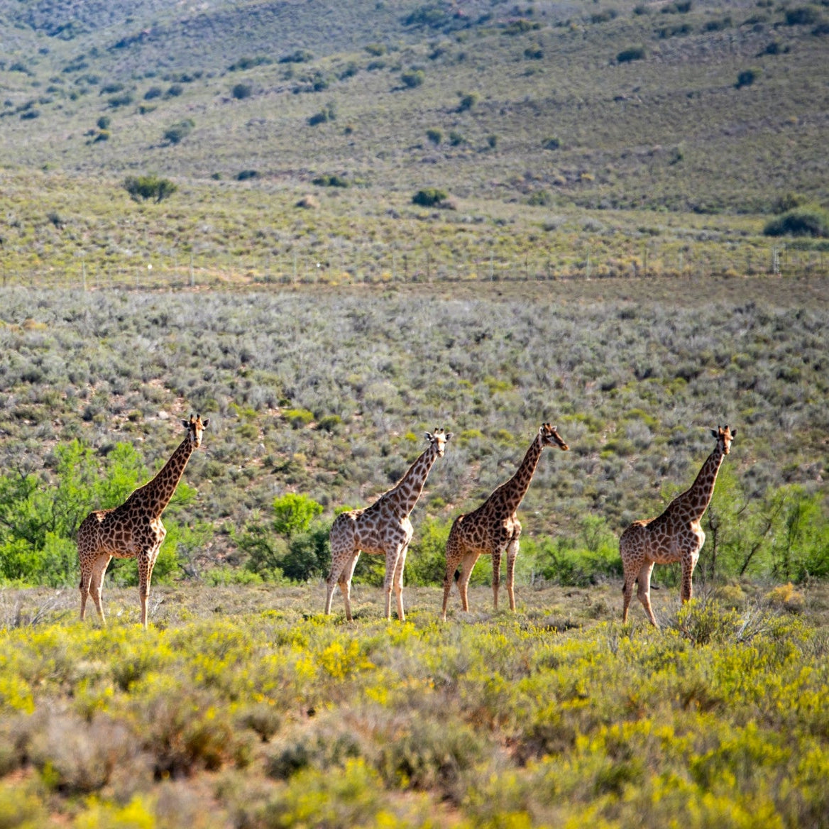 Group of giraffes in a savanna landscape with grass and bushes.