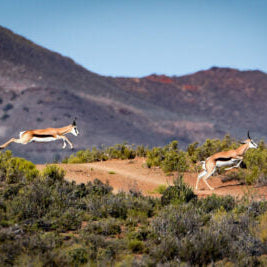 Mont Eco Private Game Reserve: A Big 5 Karoo Sanctuary