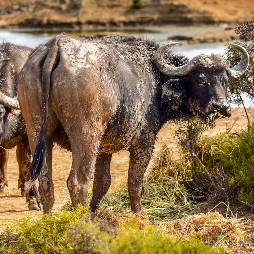 Mont Eco Private Game Reserve: A Big 5 Karoo Sanctuary
