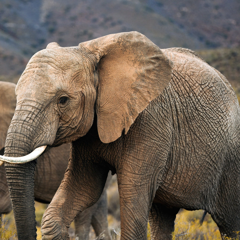 Mont Eco Private Game Reserve: A Big 5 Karoo Sanctuary